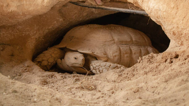 la tartaruga del deserto vive in un buco fatto nel deserto - desert tortoise foto e immagini stock