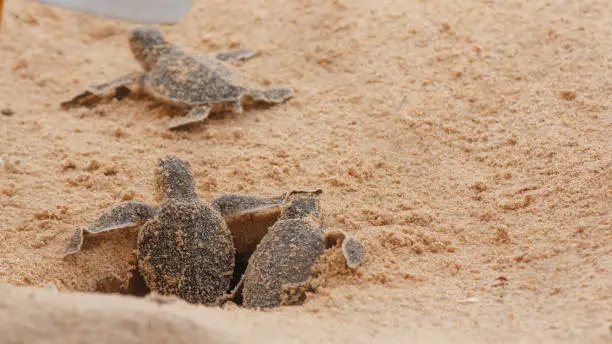 Photo of Loggerhead baby sea turtles hatching in a turtle farm in Hikkaduwa. Sri Lanka. Selective Foucs