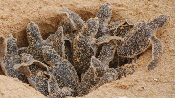 tortugas marinas bobas que eclosionan en una granja de tortugas en hikkaduwa. sri lanka. foucs selectivos - turtle young animal hatchling sea fotografías e imágenes de stock