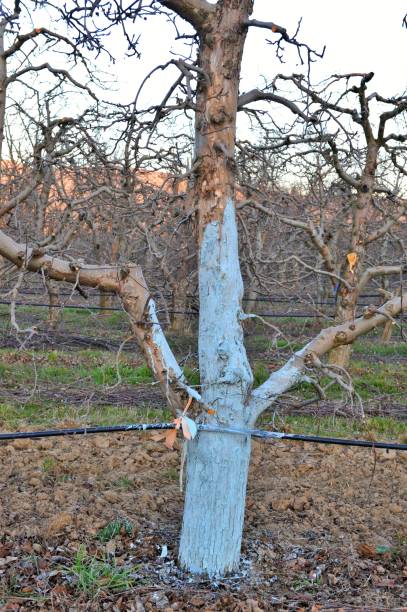 istock apple trees protected with bordeaux mix,blossoming orchard 1306179827