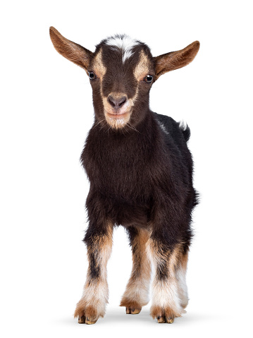 Cute farm pet goat is wearing funny pink and white Easter bunny ears outdoors on a beautiful spring day for the Easter holiday.