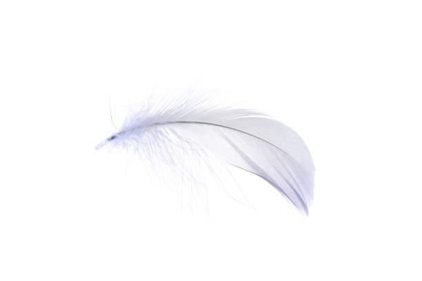 istock Feather macro. Multicoloured pastel angel feather closeup texture isolated on white background in macro photography, soft focus. Abstract. Coral pink color trends and vintage. 1306180971