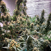 cannabis-garten.jpg?b=1&s=170x170&k=20&c=k0QV0Ypk89263eeolK5VP_MxPxxTU-Xx3TpNZXWFnB8=