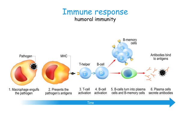 odpowiedź immunologiczna. odporności humoralnej. - macrophage human immune system cell biology stock illustrations