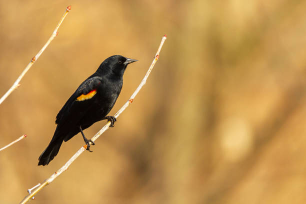 istock A male red winged blackbird on a shrub branch 1306184324