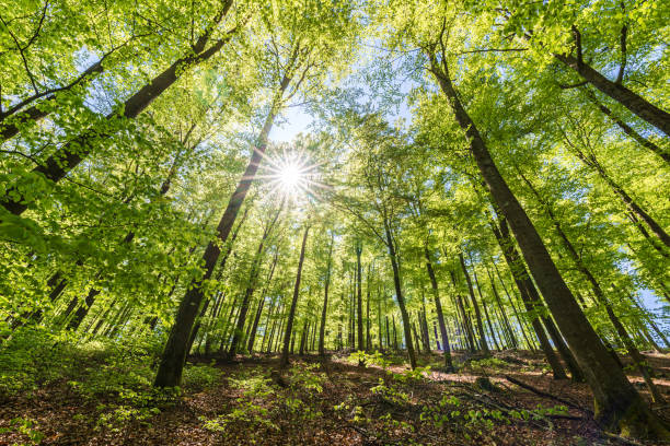 las bukowy wiosną rano - beech leaf low angle view deciduous tree tree trunk zdjęcia i obrazy z banku zdjęć