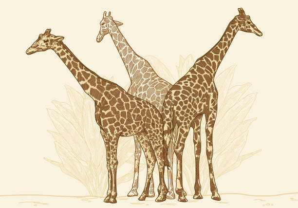 Three giraffes standing in a group, keeping watch. Both coloured versions can be used separately. Global colours, easy to change