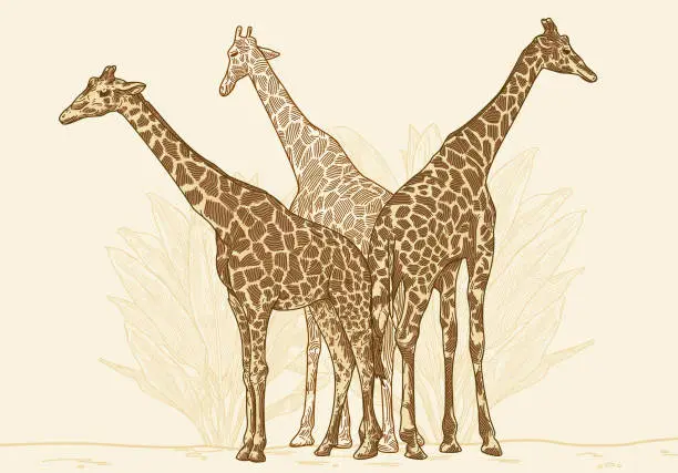Vector illustration of Three Giraffes are a Crowd