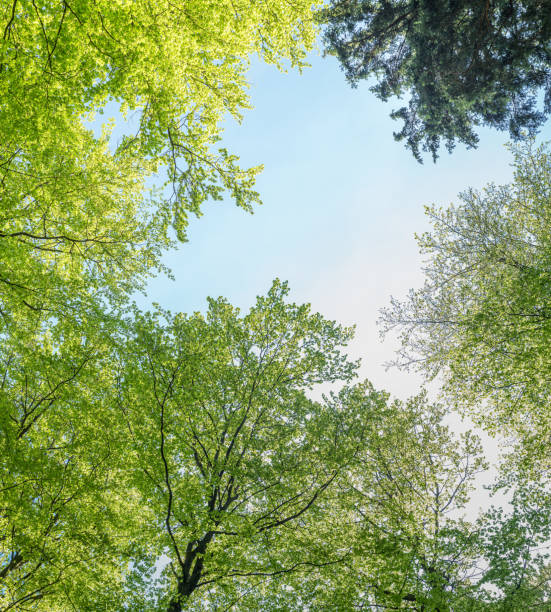 istock Treetops of beech trees in springtime in the forest 1306185168