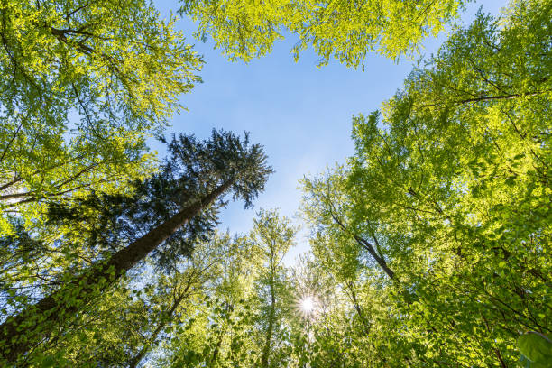 istock Treetops of beech trees in springtime in the forest 1306185336