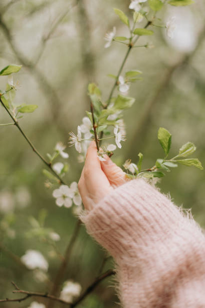 istock hand touches blooming spring flowers close up 1306186334
