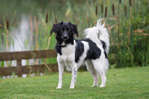 Portrait of a 2-year old mature female black & white Stabyhoun dog (\