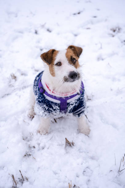 istock Playful jack russell terrier dressed in blue sweater on cold winter snowy day 1306186716