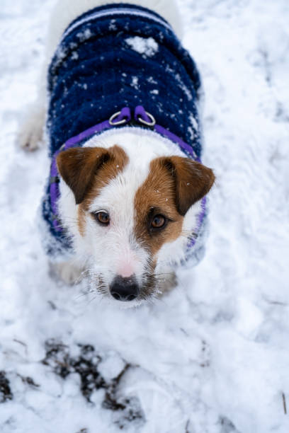 istock Playful jack russell terrier dressed in blue sweater on cold winter snowy day 1306186719