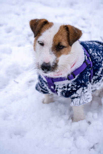 istock Playful jack russell terrier dressed in blue sweater on cold winter snowy day 1306186720