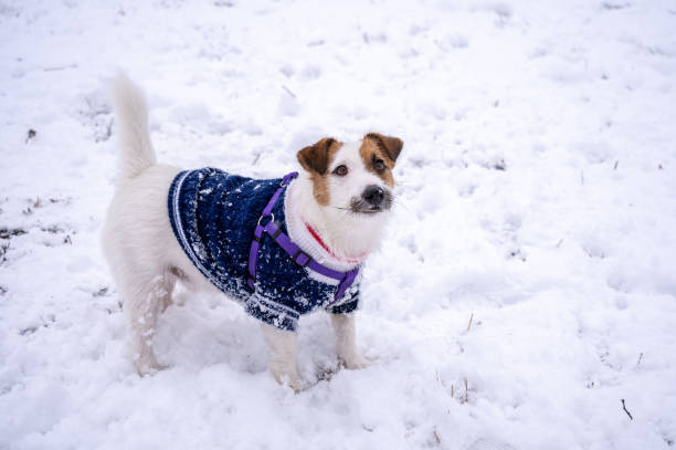istock Playful jack russell terrier dressed in blue sweater on cold winter snowy day 1306186729