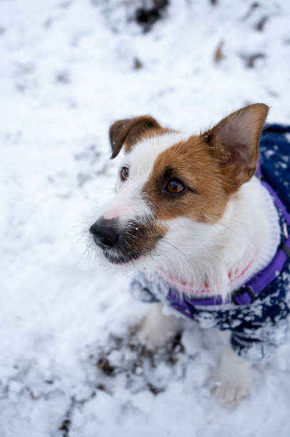 istock Playful jack russell terrier dressed in blue sweater on cold winter snowy day 1306186731