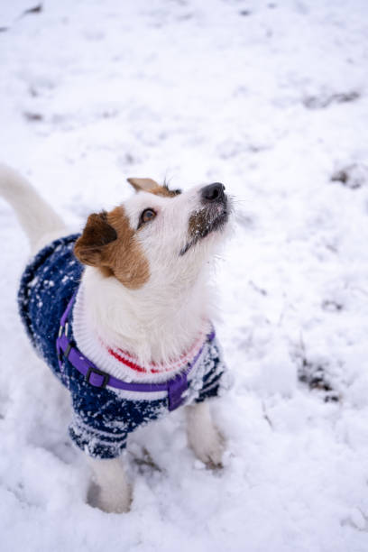 istock Playful jack russell terrier dressed in blue sweater on cold winter snowy day 1306186739