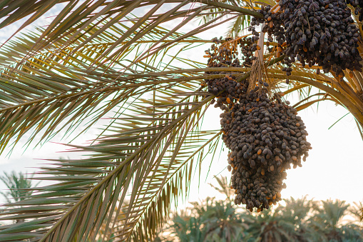 Date palm tree in Siwa oasis