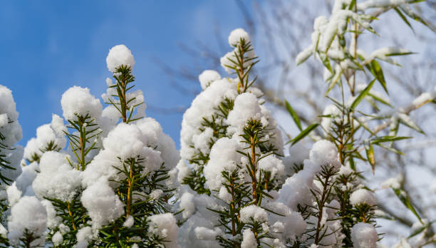 Close-up of Yew Taxus baccata Fastigiata Aurea (English yew, European yew) covered with white fluffy snow. Selective focus. Nature concept for magic theme to New Year and Christmas Close-up of Yew Taxus baccata Fastigiata Aurea (English yew, European yew) covered with white fluffy snow. Selective focus. Nature concept for magic theme to New Year and Christmas taxus baccata fastigiata stock pictures, royalty-free photos & images