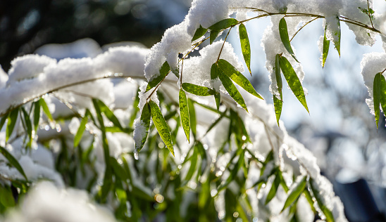 Evergreen bamboo leaves Phyllostachys aureosulcata covered with white fluffy snow. Selective focus. Nature concept for magic theme of winter or early spring.