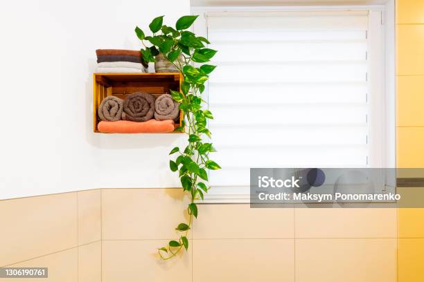 Golden Pothos In A Bathroom Stock Photo - Download Image Now - Golden Pothos, Bathroom, Ivy
