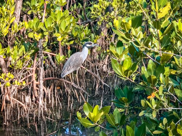 yellow crowned night heron in mangroves of Florida
