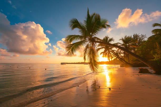 istock Palm trees on the tropical beach, Dominican Republic 1306194810