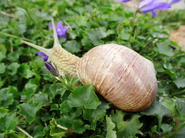 Photo of Snail in bellflowers