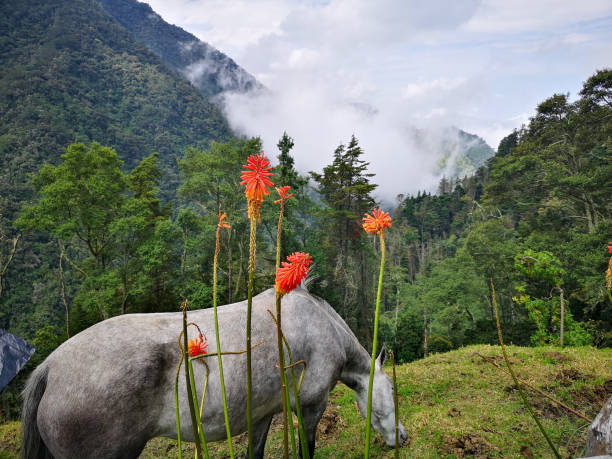 Horse grazing in the Cocora valley - Salento, Colombia