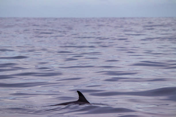istock Common dolphin at the Azores islands, whale watching activity, great experience. 1306196823
