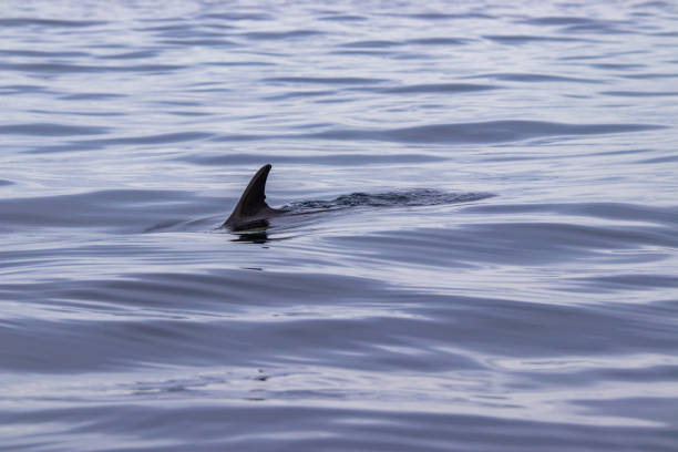 istock Common dolphin at the Azores islands, whale watching activity, great experience. 1306196881