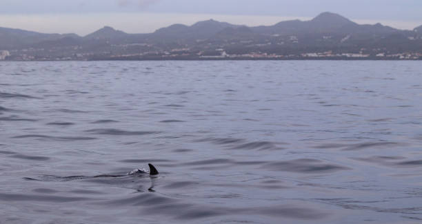 istock Common dolphin at the Azores islands, whale watching activity, great experience. 1306196885