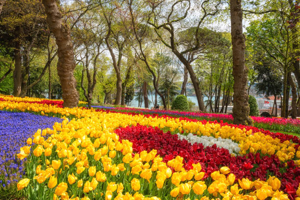 Amazing flowering garden, famous turkish park Emirgan Korusu in Istanbul during spring tulip festival, Turkey Amazing flowering garden, famous turkish park Emirgan Korusu in Istanbul during spring tulip festival, Turkey. Outdoor travel background hyacinth red stock pictures, royalty-free photos & images