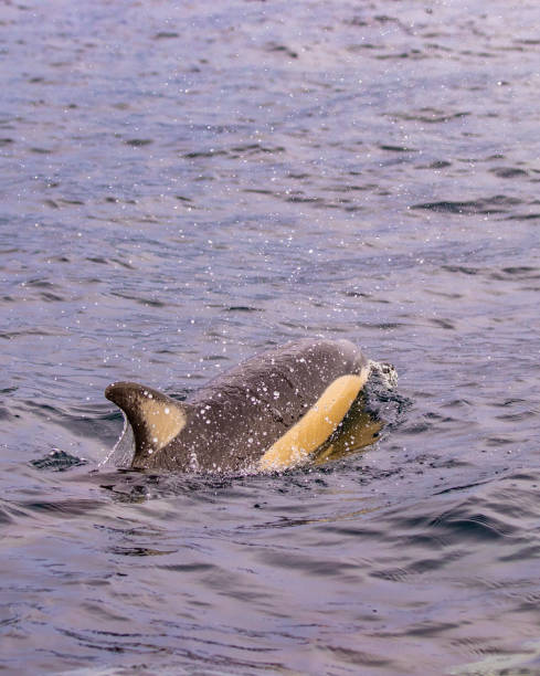 istock Common dolphin at the Azores islands, whale watching activity, great experience. 1306196974