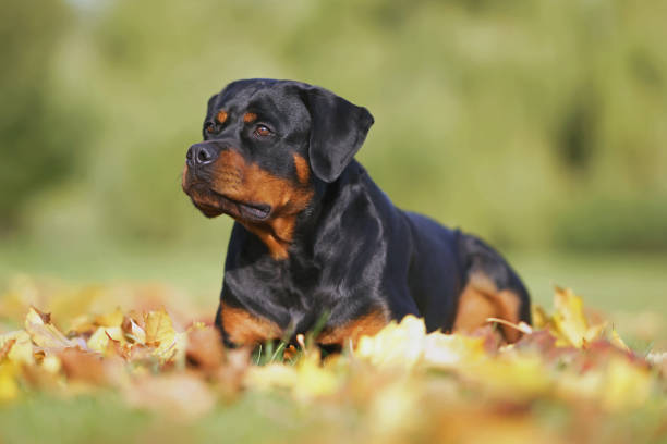 ​A cute black dog with brown markings sits on green grass, looking attentively to the side. Fresh water droplets on its face give the impression of a recent walk in the rain.