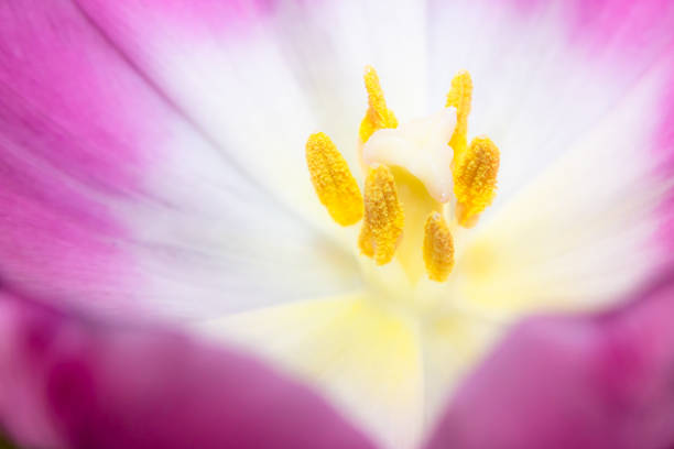 istock The stamens of a Tulip 1306198455