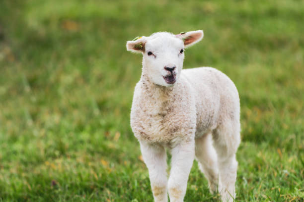 istock A newborn lamb in the meadow 1306198536