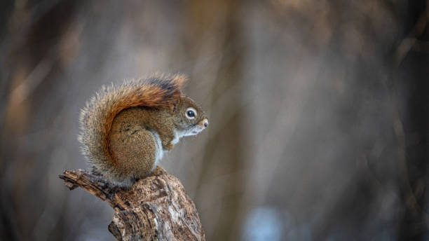 istock American red squirrel, (Tamiasciurus hudsonicus), American red squirrel. 1306198675