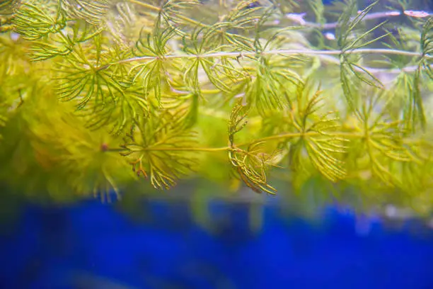 Aquatic plant, the hornwort, in the aquarium. Ceratophyllum demersum. Selective Focus
