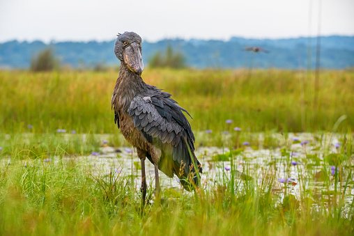 Wildlife shot of an extremely rare Shoebill (Balaeniceps rex) at the shores of Lake Victoria, Uganda. This stork-like waterbird is getting up to a height of 120 cm, outstanding is the unique bill. While the shoebill is called a stork, genetically speaking it is more closely related to the pelican or heron families. The shoebill is could be found in wetlands or swamps in a few regions of Eastern and Central Africa and it is critical endangered.