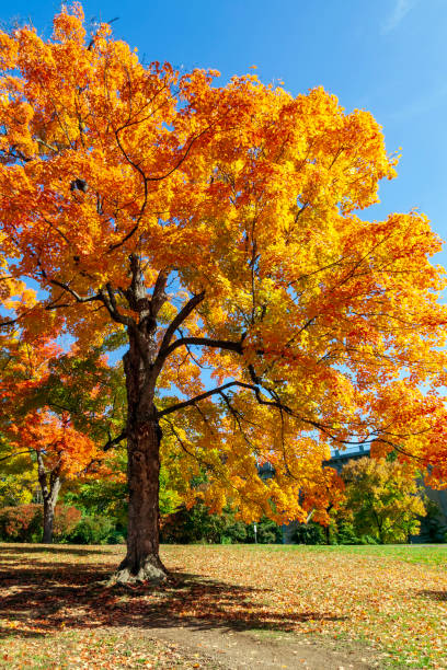 istock Autumn Colors explode in this park in Washington DC 1306198845