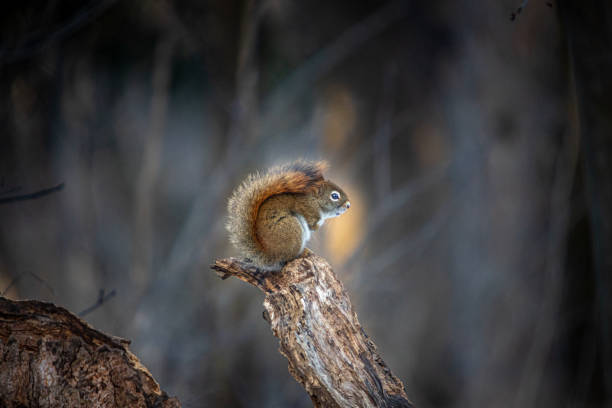A red squirrel takes an afternoon break in the boreal forest.