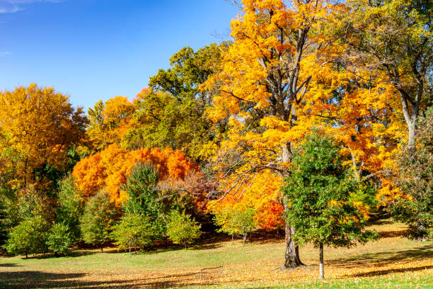 istock Autumn Colors explode in this park in Washington DC 1306198870