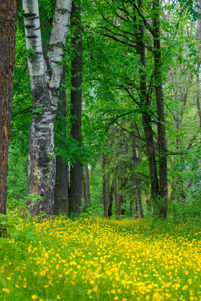 istock Romantic landscape with flower meadow in spring 1306198928