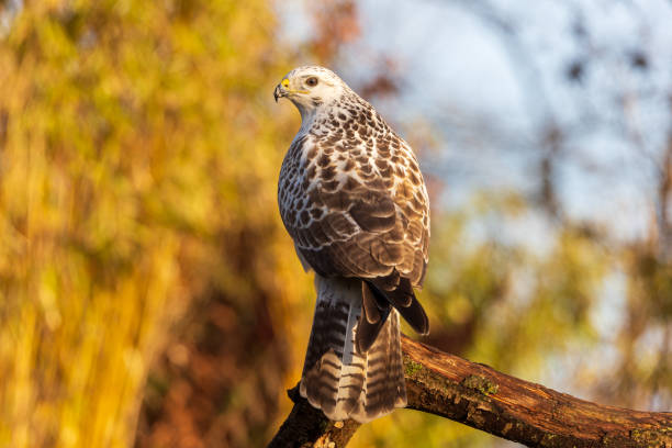 istock Blonde Common Buzzard viewed from behind and looking at camera 1306200045
