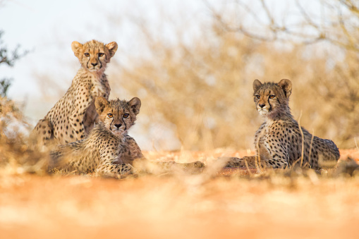 Cheetah cubs at Tswalu Game Reserve, in South Africa's Kalahari desert.