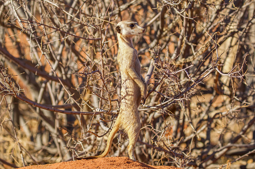 image capture of wild meerkats relaxing and basking in the African sun