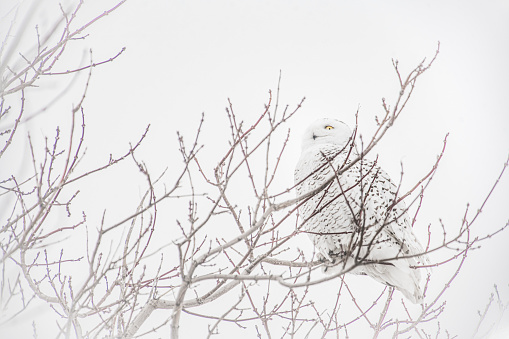 A Snowy Owl in a tree in gray weather in winter. Shooting in St-Simon de Bagot in Montérégie, Quebec, Canada