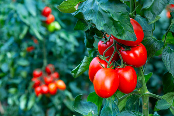 tomates cherry rojos maduros colgados en la vid - tomatoes on vine fotografías e imágenes de stock